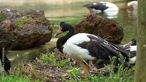 Close up shot of a magpie goose, anseranas semipalmata with striking black and white plumage, standing by the pond in its natural habitat with its mates swimming and foraging in the water.