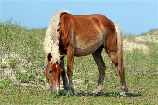 Jump in wild horse deaths on remote NC island linked to food shortage, study says