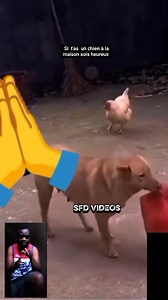 Si t'as un chien à la maison, sois heureux | SFD Vidéos