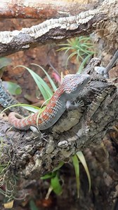 10K views · 3.4K reactions | A beautiful red-lipped arboreal...