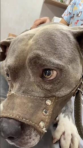 How Ear Infections Cause Eye Movements #goodtoknow #vet #medicine #educational #lifehacks #survival