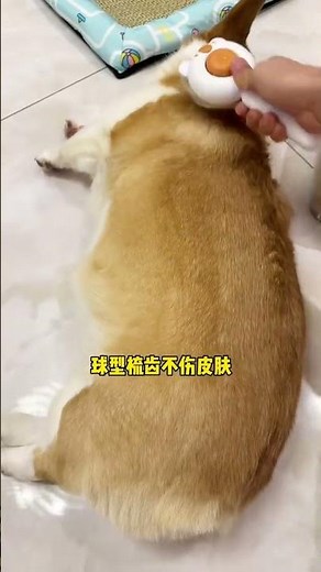 This small comb is exquisite, easy to use and inexpensive for combing the hair of cats and dogs.