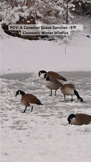 POV: It’s -5°F and the geese are still here ❄️🪿#nature #wildlife #birds