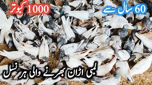 711K views · 10K reactions | 1000 Pegions farm || Pegion farming since 1971 | Farming Tips | Facebook