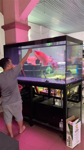 Arowana feeding routine 🔥🐟
