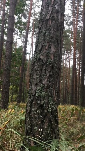 #asmr #joke #fypシviralシ #lifehack #reelsviral #reelsvideo #fypシ #tip #funny #diy #foryou #tutorial #moment #USA #trick #reelsfb #satisfyingvideo #reelsinstagram #lessons #Reels #reelsfbpage #tree #viralvideo #trending #hack #viralpost | Karen Burke | Facebook