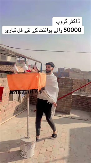 Patti wale kabutar training low flying pigeons