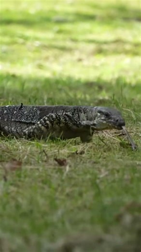 March flies and reptiles feature in my latest video 😬 #asmr #australia #camping #reptiles