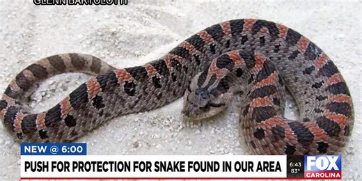 Wildlife officials want protection for SC snake on brink of becoming endangered