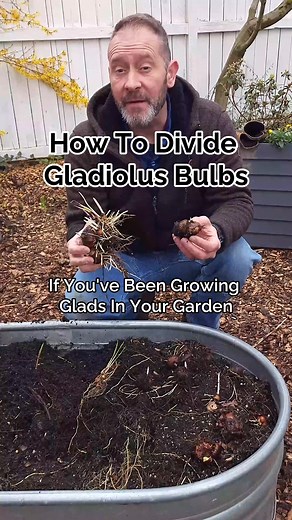 3.4K views · 20 reactions | Gladiolus is a perennial bulb that produces a profusion of spectacular flowers during early and mid-summer. After a few years in the garden, gladiolus bulbs must be separated. This tutorial will teach you how to divide gladiolus bulbs to replant in your garden, encouraging even more blooms! | Eden Brothers | Facebook