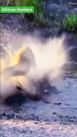 Hunter Became the Hunted! 😱 Deer’s Fatal Mistake! #shortsfeed