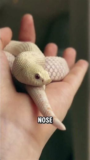 The "Hognose" Snake That Plays Dead #hognosesnake #snake #shorts #wildlife