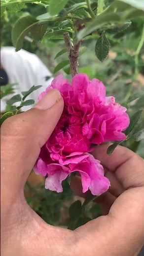 Bunga Mawar ‘Rosa Roxburghii Plena' Mirip Rambutan, Daunnya Kelor #roxburghiiplena #mawar #bunga