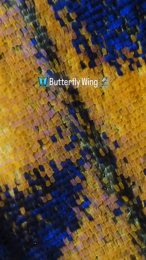 This butterfly wing looks beautiful under the microscope. The magnification is low, only 40x, but enough to reveal the tiny structures called wing scales. . These scales cover the wings and improve aerodynamics. They remind me of the denticles on shark skin: similar geometry, different worlds. One helps a shark move through water, the other a butterfly through air. Same idea, tuned for different fluids, both aiming for efficiency. . I recorded this clip years ago. I don’t remember where the butt