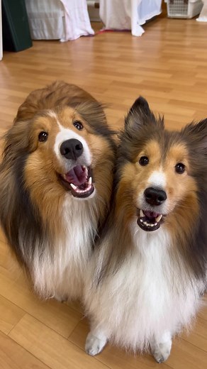 TikTokでシェルティのサンさんをチェック！