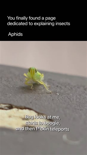 Explaining Insects 🦋 on Instagram: "Aphids are small, soft-bodied insects that feed on the sap of plants. They often cluster on the undersides of leaves or around new growth, piercing the plant tissue with their mouthparts to suck out nutrients. This weakens the plant and can cause leaves to curl, yellow, or deform. Aphids reproduce rapidly, sometimes giving birth to live young without mating, which allows their populations to explode in a short time. They also secrete a sticky substance called