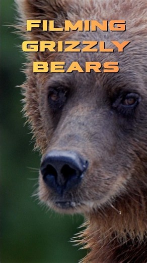 Filming Grizzly Bears #fyp #wildlifephotography #shorts