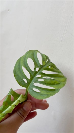 Monstera adansonii propagation in soil #indoorplants #garden #viralshort #explorepage #nature #fypシ
