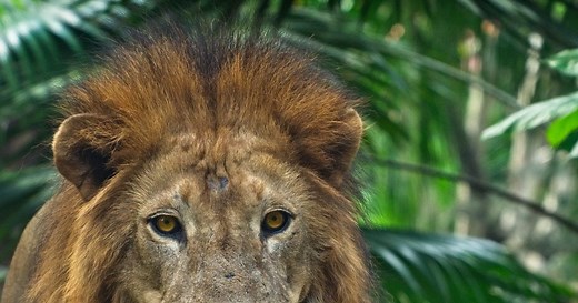 Animals in Spanish: How to Say 245 Popular Animal Names