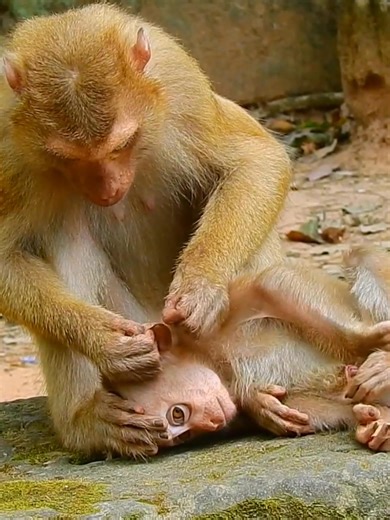 29K views · 792 reactions | She so kind grooming tiny monkey abandoned | Monkey Show | Facebook
