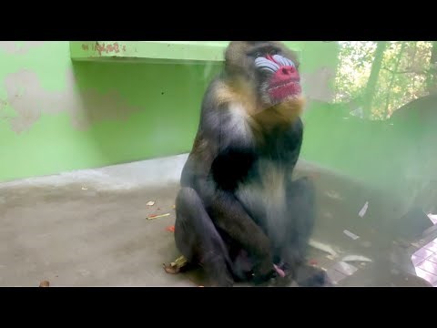 When a male mandrill sees a human female