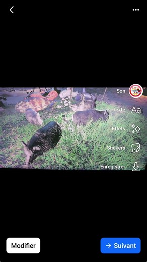 stranded deep la danse des cochons sauvages