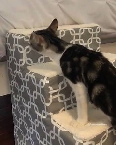 4.2K views · 128 reactions | From @fostercatsandkittens: “Oh. My. Goodness!!!!!  Mateo was able to get on our bed ALL BY HIMSELF!!!! He is SO strong and determined! I am so happy he can go wherever the other kitties go! THANK YOU to whoever sent Mateo these steps from our Amazon wishlist! There wasn’t a note, so please DM me so I can thank you personally. I can’t stop crying. I’m so proud of him ♥️” #catsofinstagram | Cats of Instagram | Facebook