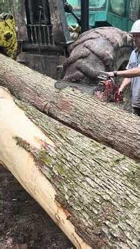 Bucking Big Soft Maple Logs with the Husqvarna 288 XP | Forksville PA