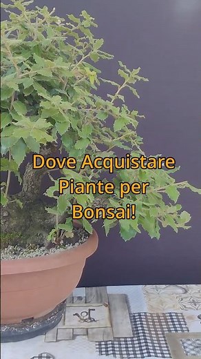 Where to buy plants for Bonsai