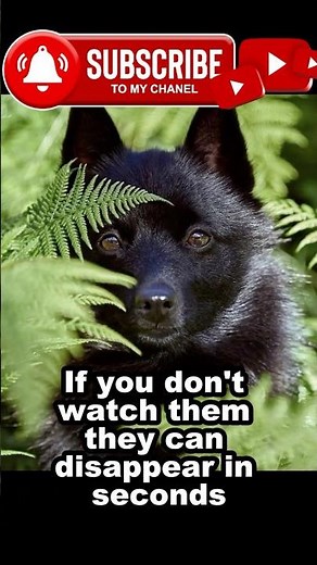 The “Little Black Devil” Dog?! Schipperke Secrets Revealed!