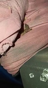 19K views · 796 reactions | Ever indebted to Security Forces. Major incident of vehicle borne IED blast averted with timely action. Received this Video from DGP Sh Dilbag Singh #JammuAndKashmir Police. | Dr Jitendra Singh | Facebook