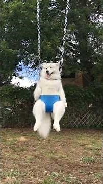 Dogs making humans laugh #dogshorts #shorts #meme #dogfails #dogfailscompilation #makeyousmile