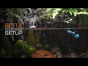 Care for Betta Fish l Update Other Fish Tanks l Use Spray Foam To Make Stalactite Aquaterrarium