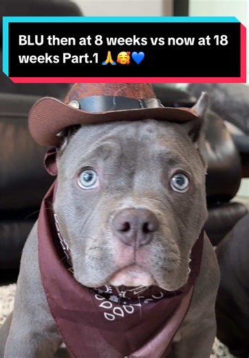BLU then at 8 weeks vs now at 18 weeks 🥰🙏💙 (Part 1) #puppy #puppylife #dogshorts #dogsoftiktok #bluunleashed