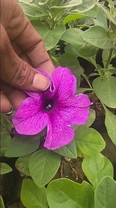 flower lovers 💐#shorts #flower #garden #gardening #dillipsahoo48