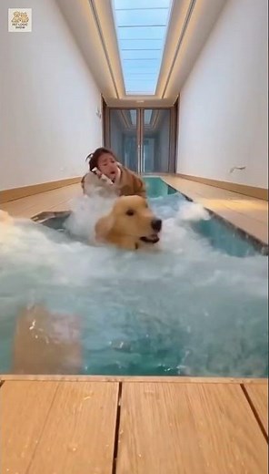 1+😂🐾🐟6666 IQ Cat vs Dog… #funny #pets