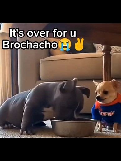 Funny Dog Memes That Will Make You Laugh