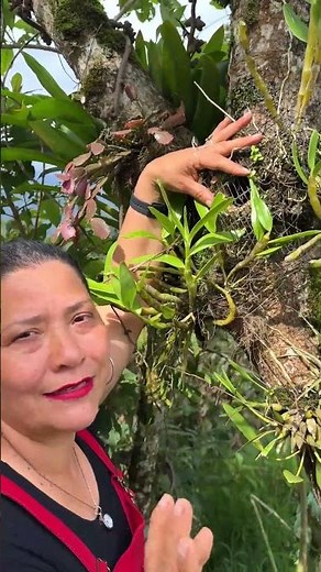 How to place orchids in trees and have impressive blooms