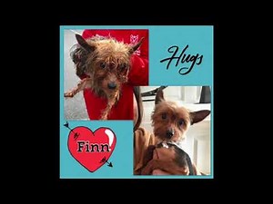 United Yorkie Rescue | Georgia Puppy Mill Rescue