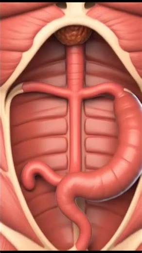 What Happens to Food in Your Stomach? | Human Digestion Explained