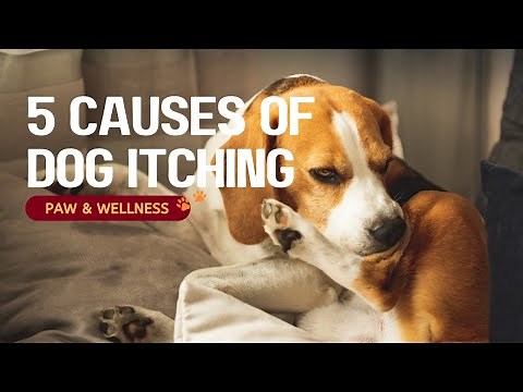 Dog Itching and Scratching 5 Common Causes & What You Can Do🐾
