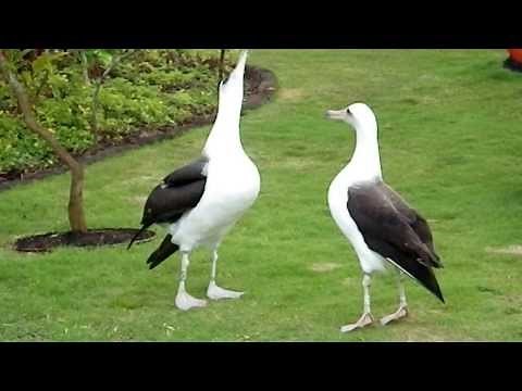Laysan Albatross Courtship Dance