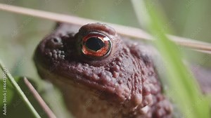European common brown frog, grass frog close up view. wildlife animals in nature, outdoor. common frogs during breeding season