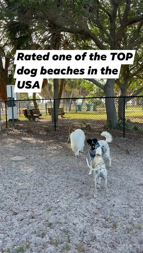 Rated one of the TOP dog beaches in the USA, this is undeniably a pawsome place for dogs off leash. With two fenced in, huge play areas for big and small dogs and a quarter mile long off leash dog beach, get in your RV. Now. Fort De Soto Park in St. Petersburg, Florida not only has this pawmazing dog beach, but dogs can hit the trails and even the kayak and canoe trails! Camp inside the park in dog specific areas of the campground with huge and private campsites, some of which have water views! 