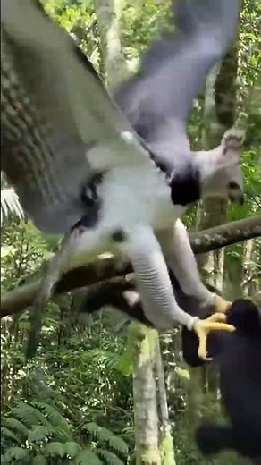 RAREST Attack!🦅 Harpy Eagle SNATCHES Monkey Mid-Air