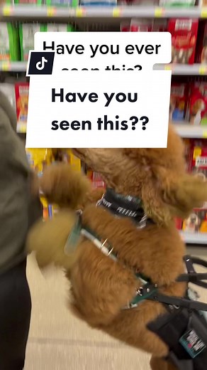 ThePawsLaws on TikTok