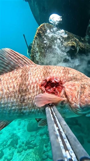 ⚓ Stopping a HUGE Amberjack from entering the Wreck! POV 😤💪 #greatbarrierreef #fishing #spearfishing