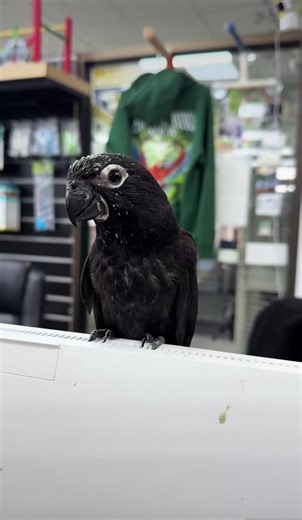 Beautiful Parrot Display and Care Tips