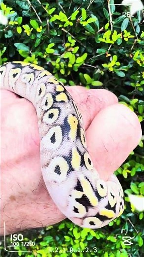 New Baby Ball Python #ballpython #ballpythonsnake #reptiles #snake #pets