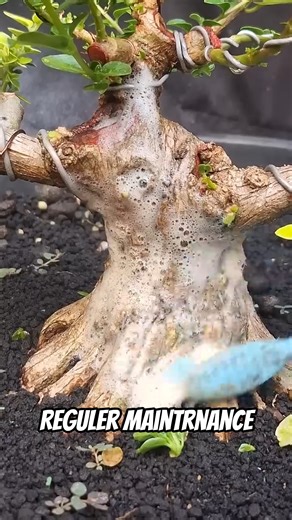 CLEANING up pest fungi on Trees ❗️ #bonsai #bonsaitree #bonsaiart #bonsailovers
